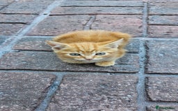 British Longhair cats for sale: 2males /2 famles - Image 6