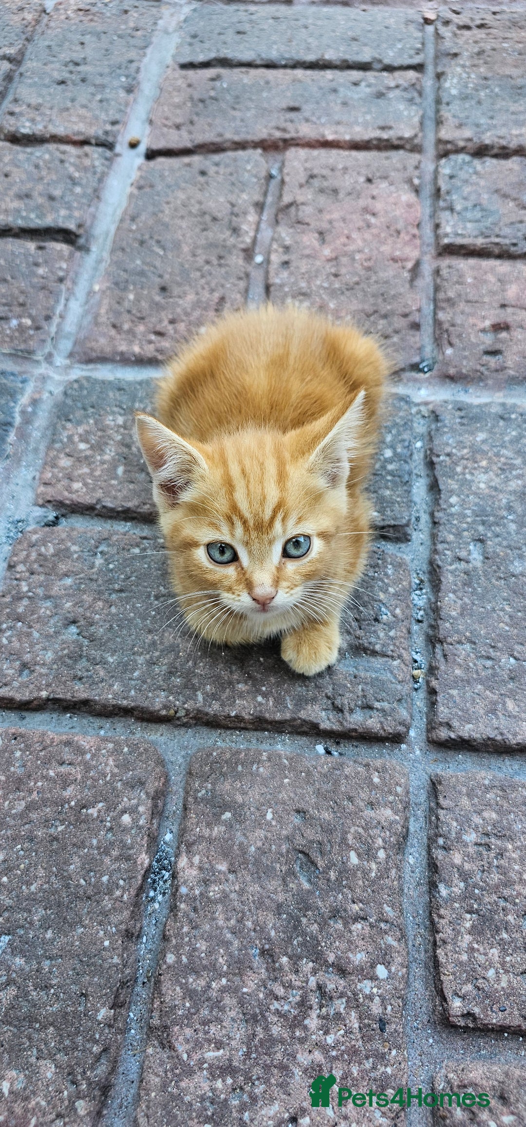 British Longhair cats for sale: 2males /2 famles - Image 6