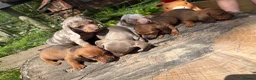 Dachshund dogs for sale: Beautiful Dachshund pups in Whitby - Advert 2