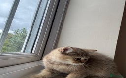 British Shorthair cats for sale: 2 Female and 1 Male Kitten Looking for  Home 🐱✨ - Image 8