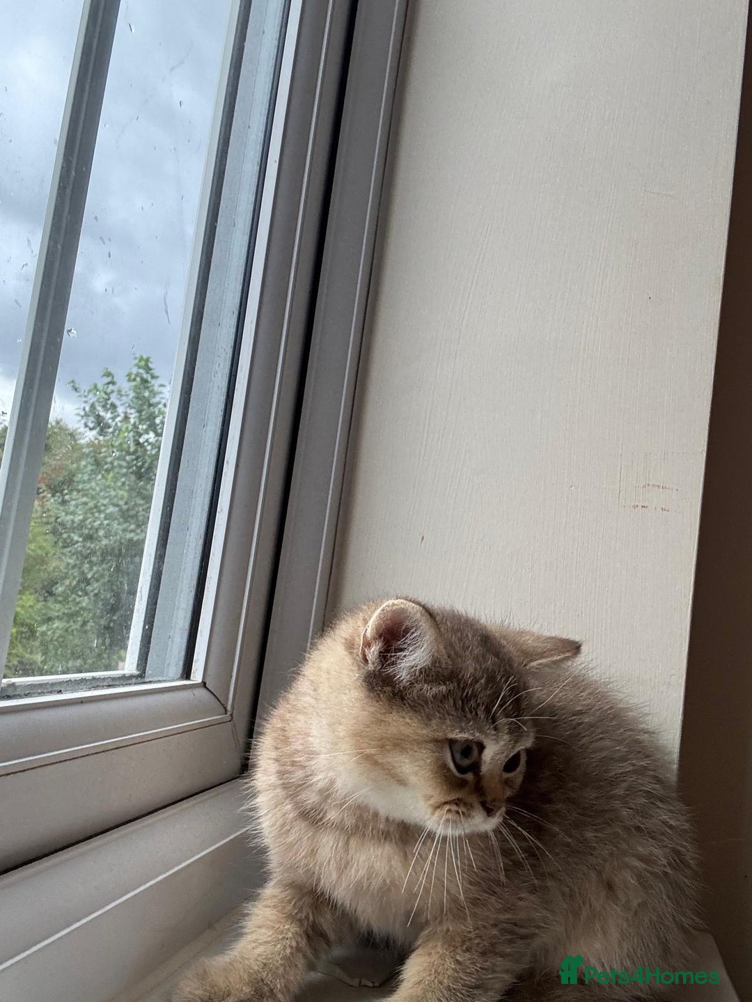 British Shorthair cats for sale: 2 Female and 1 Male Kitten Looking for  Home 🐱✨ - Image 8