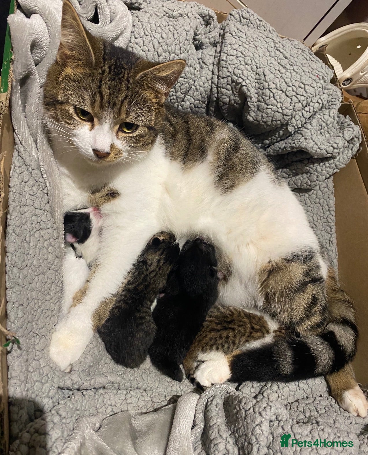 Domestic Shorthair cats Kittens for sale  - Advert 2