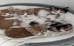 Mixed Breed cats for sale: 5 kittens available  - Image 12