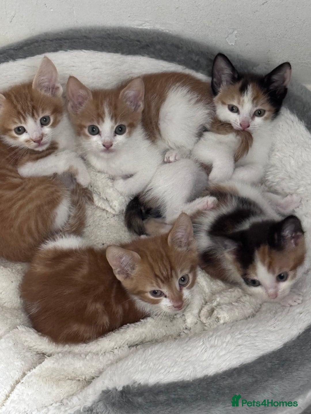Mixed Breed cats for sale: 5 kittens available  - Image 12