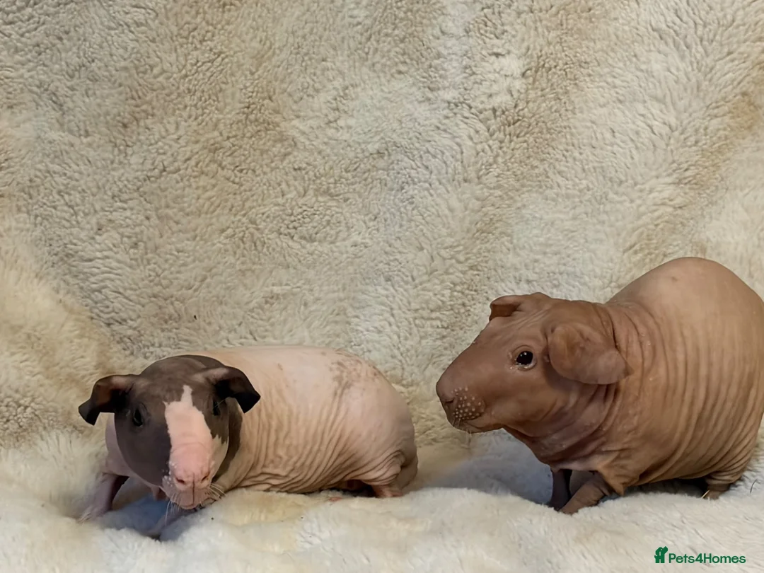 Guinea Pig rodents for sale: Baldwin skinny pig pair  - Advert 1
