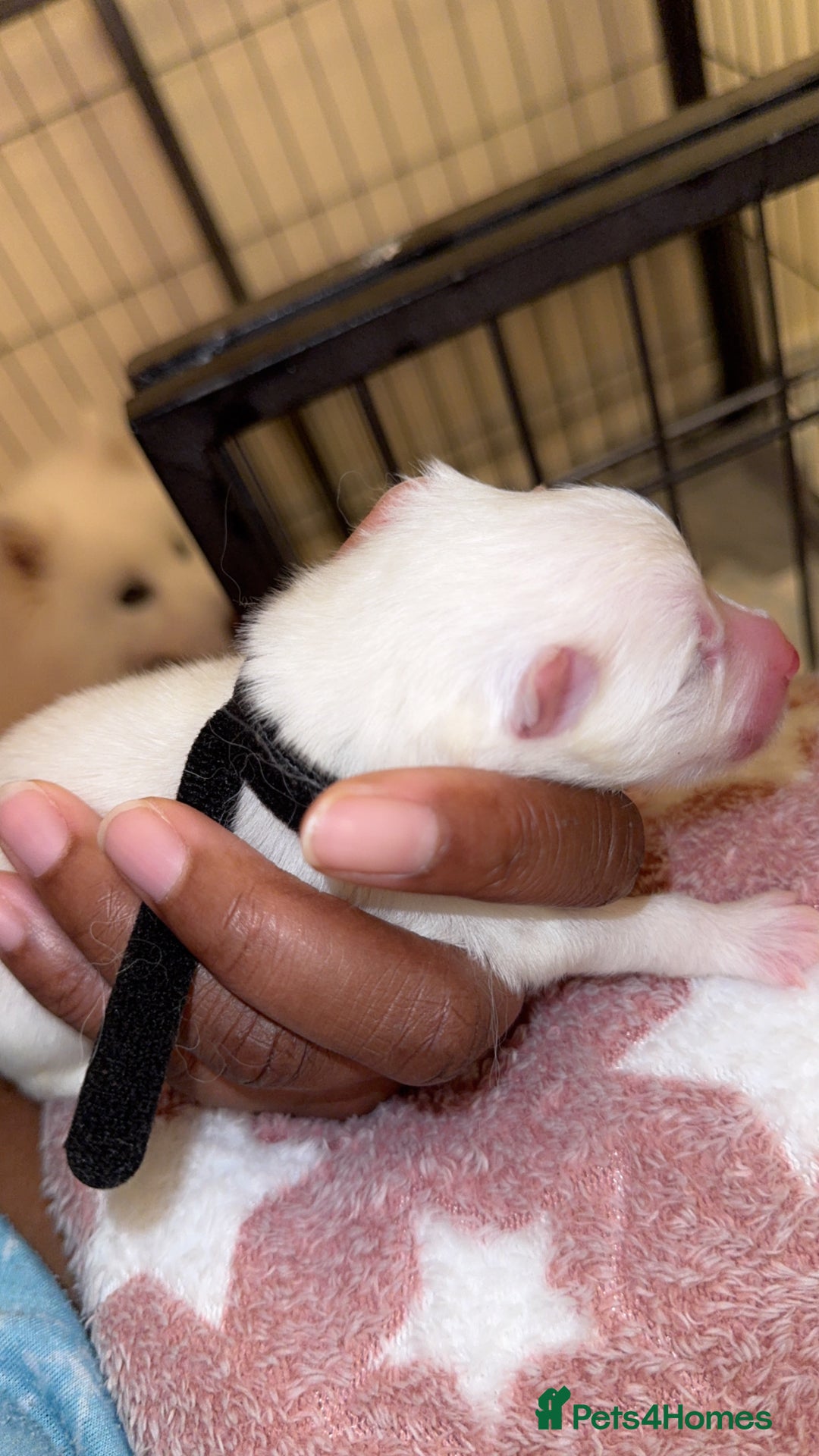 Samoyed dogs for sale: Pedigree pure breed Sammy Smilers 😊 - Advert 7