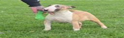 English Bull Terrier dogs for sale: Top Quality Health tested Pups  - Advert 2
