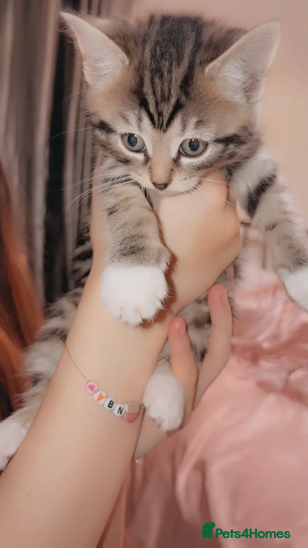 Mixed Breed cats for sale: Beautiful kittens ready now  - Advert 7