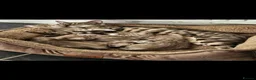 Bengal cats for sale: Snow mink bengals - Advert 16