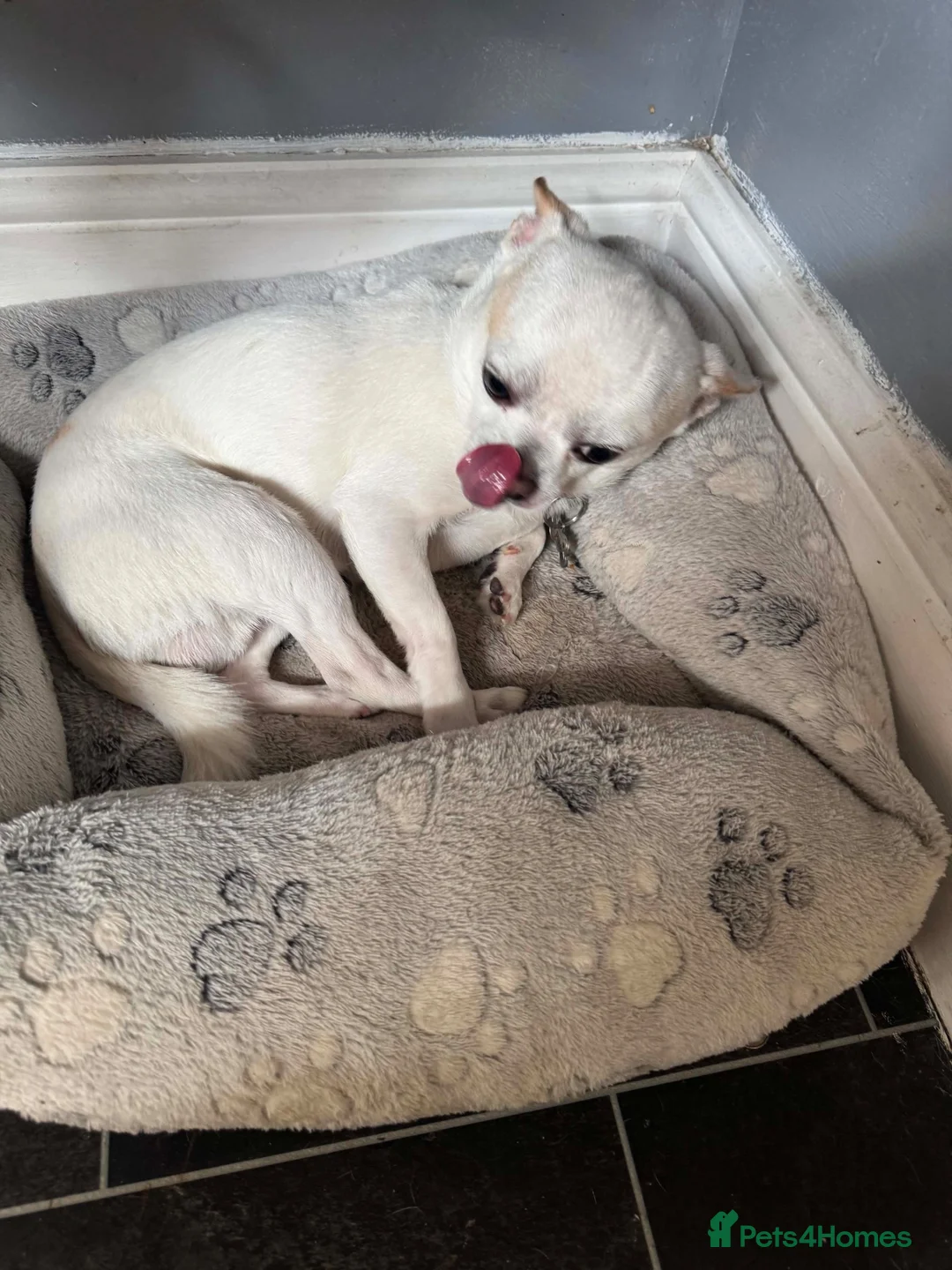 Chihuahua dogs for sale: Chihuahua in Crewe - Advert 1