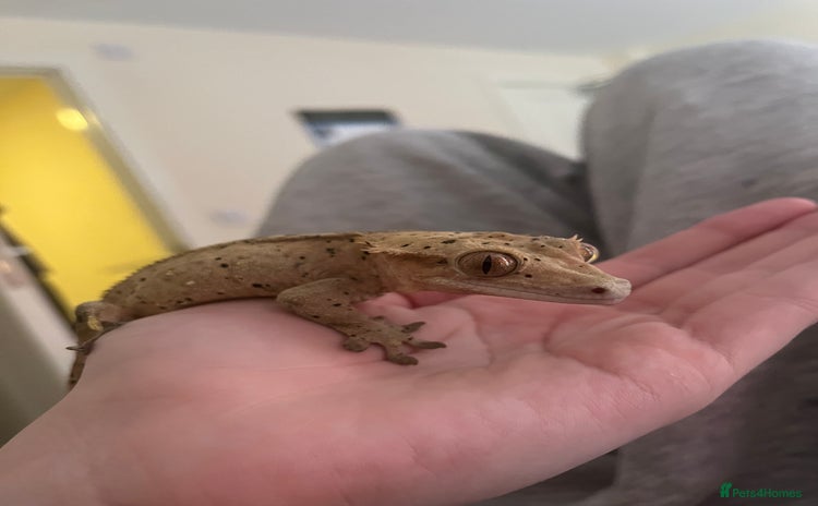 Gecko reptiles - Advert 1