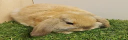 Mini Lop rabbits for sale: Vaccinated RHVD2 with Yuravac.  Baby Mini Lops - Advert 7