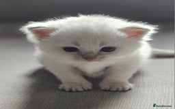 Ragdoll cats for sale: Lilac lynx ragdoll so special - Image 7