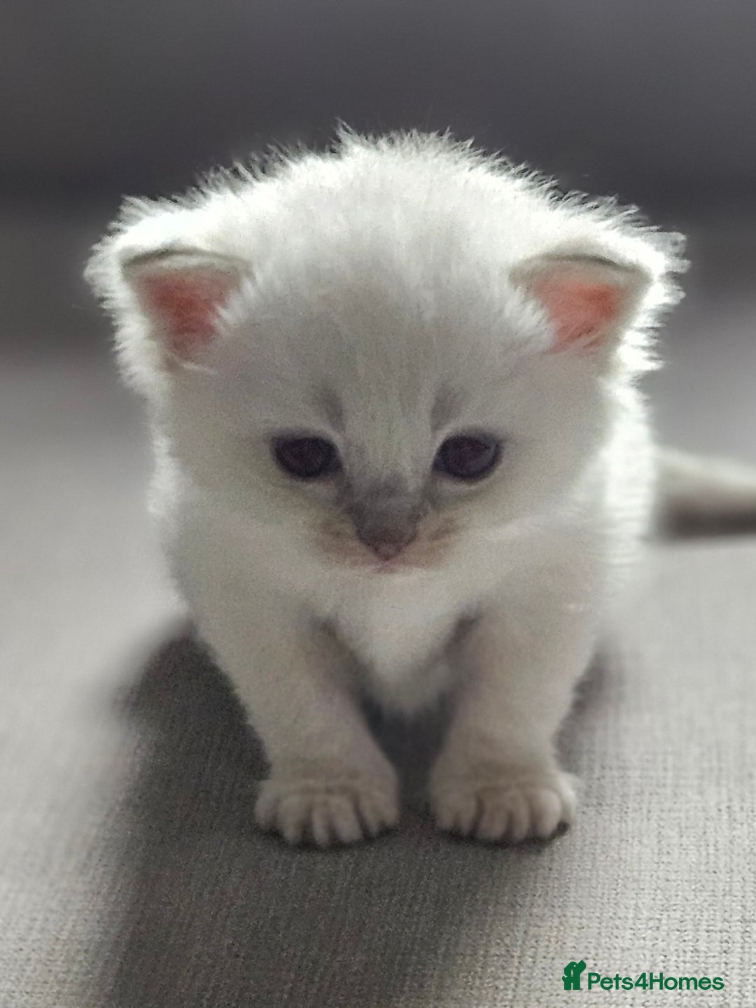 Ragdoll cats for sale: Lilac lynx ragdoll so special - Image 7
