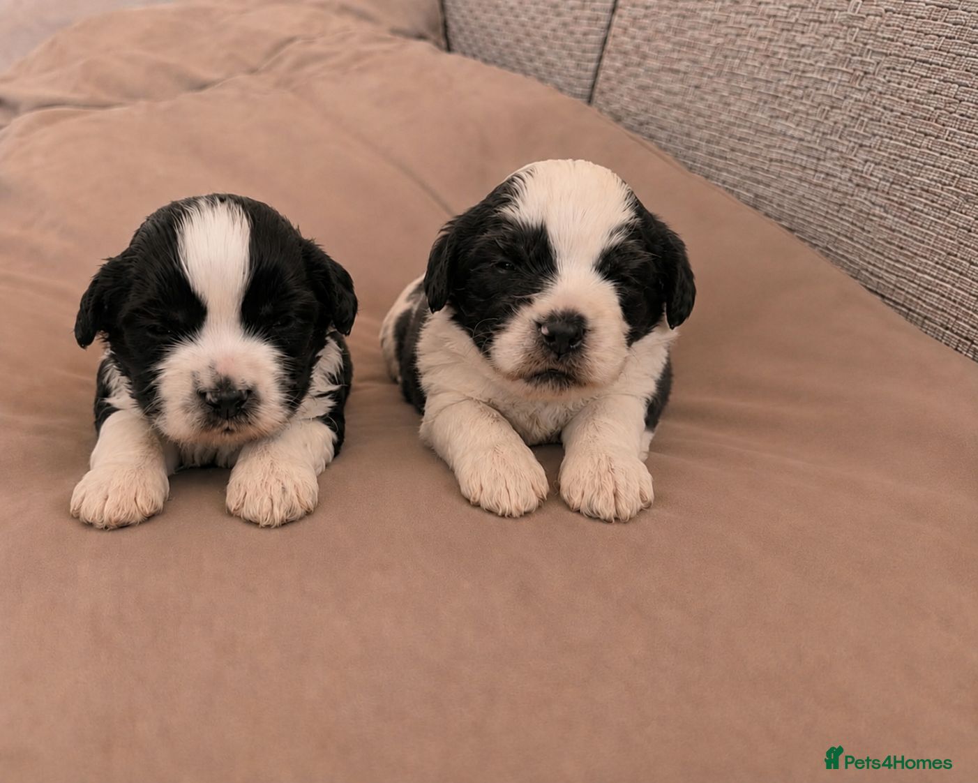Mixed Breed dogs Cock-a-tzu  - Advert 4