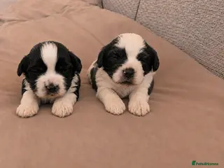 Mixed Breed dogs Cock-a-tzu - Advert 1
