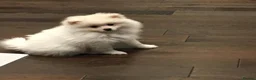 Pomeranian dogs for stud: Premium white Pomeranian stud - Advert 10