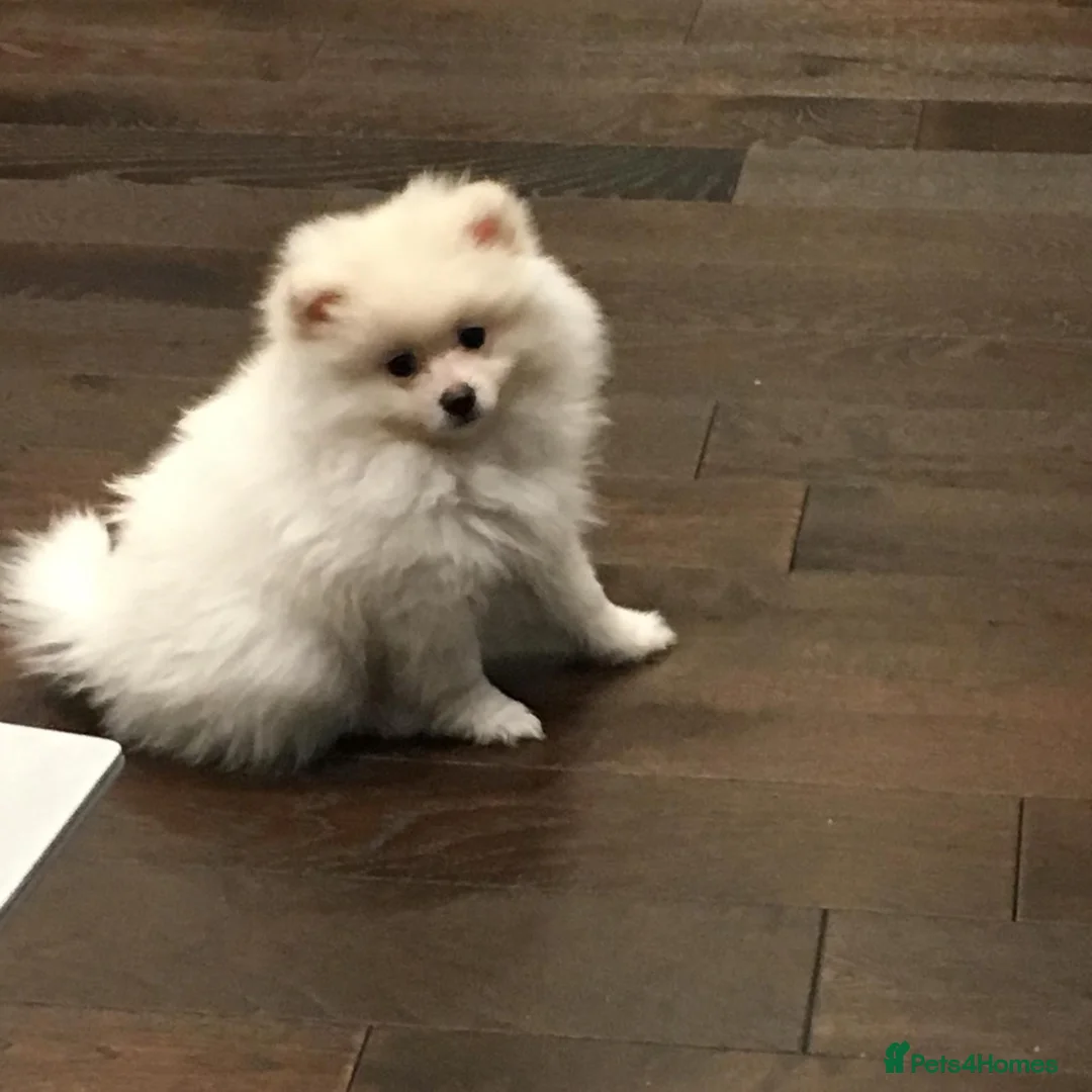 Pomeranian dogs for stud: Premium white Pomeranian stud - Advert 10
