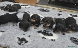 Dachshund dogs for sale: Kc wirehaired daschund puppies  - Image 11