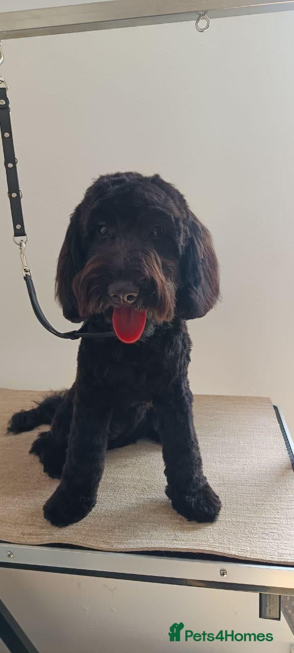 Cockapoo dogs Cockapoo puppies 2 boys and 1 girl left - Advert 7
