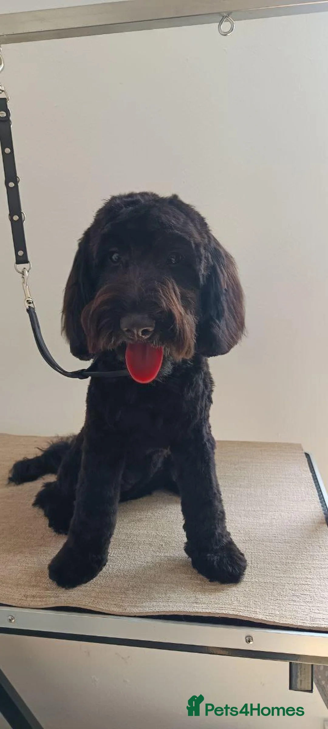 Cockapoo dogs for sale: Cockapoo puppies 2 boys and 1 girl left - Advert 1