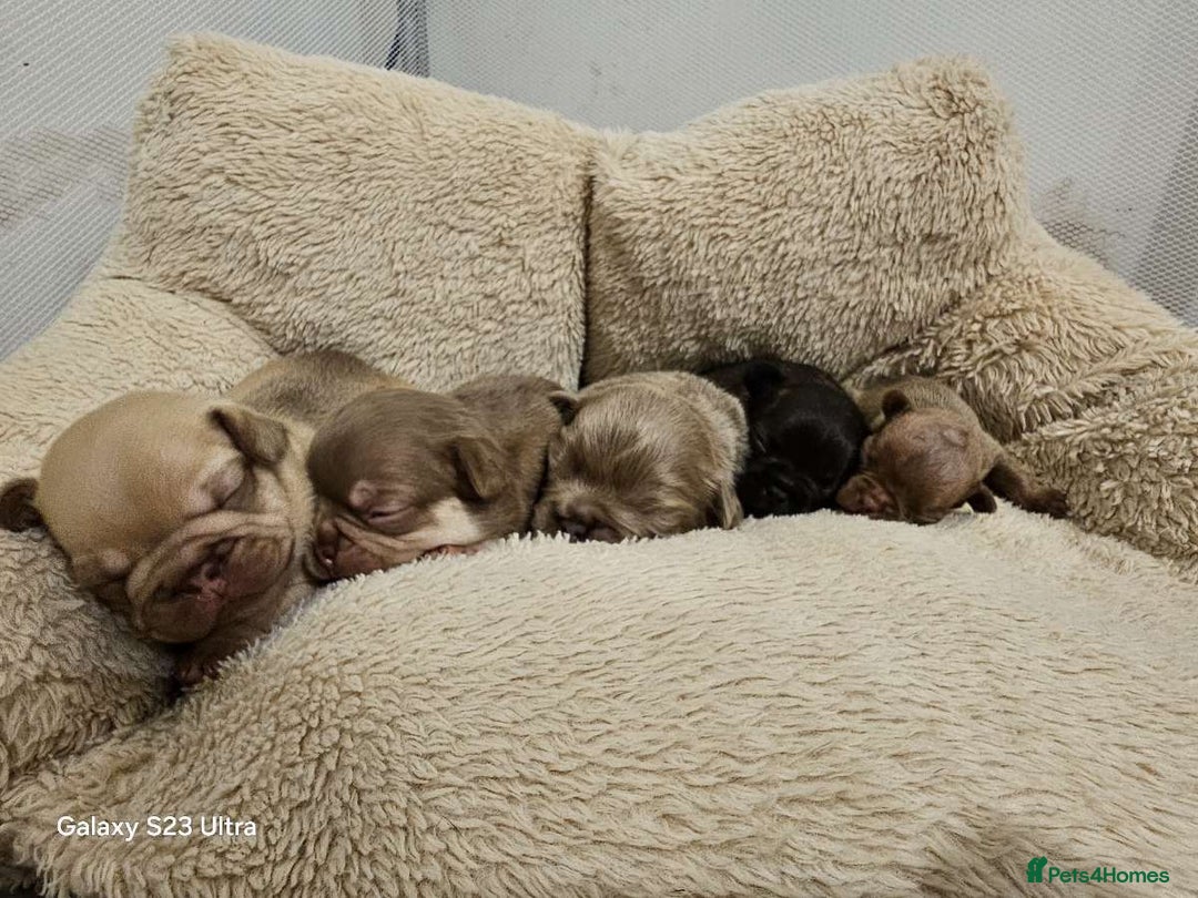 French Bulldog dogs for sale: French bulldog puppys for sale  - Advert 13