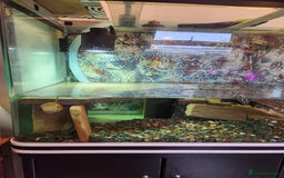 Corys fish for sale: Corydoras Catfish  in Maldon - Image 2
