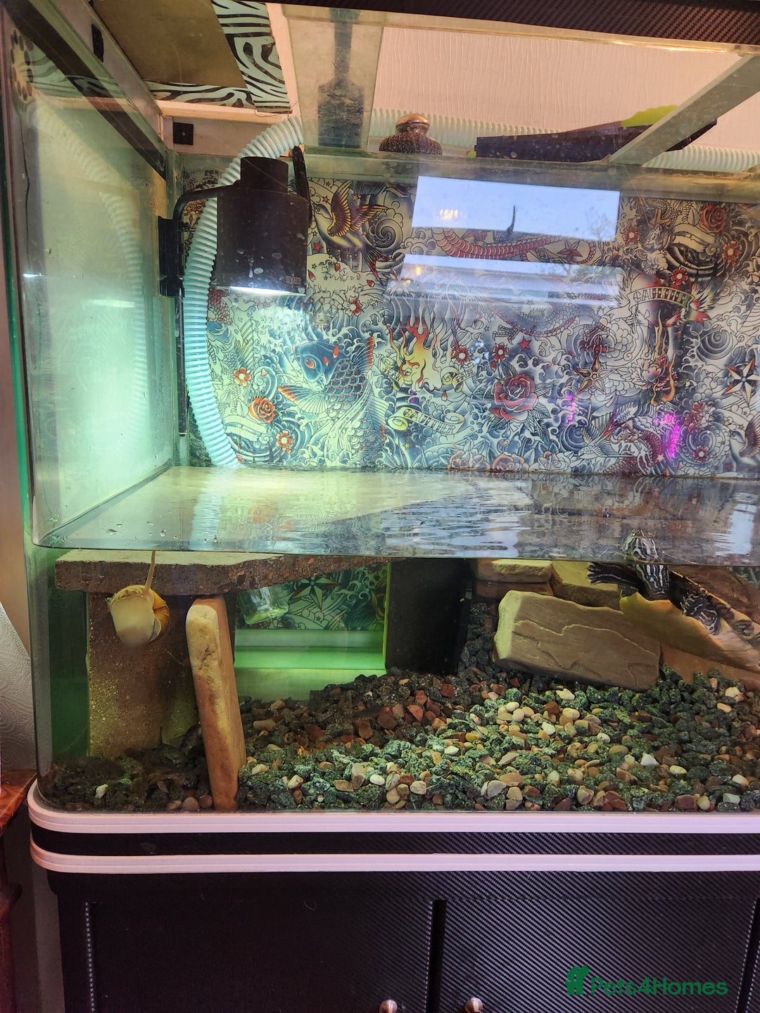 Corys fish for sale: Corydoras Catfish  in Maldon - Image 2
