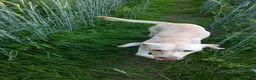 Mixed Breed dogs for sale: Beautiful Golden Labradoodle Doubledoodle Puppies in Nantwich - Advert 1