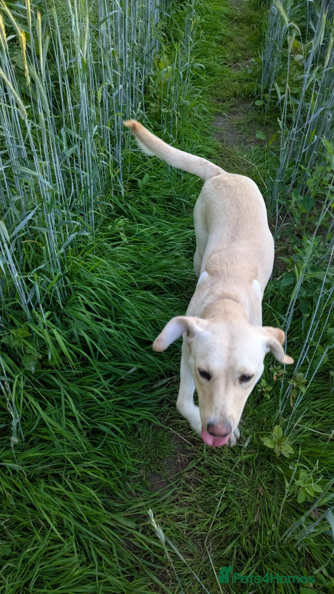 Mixed Breed dogs for sale: Beautiful Golden Labradoodle Doubledoodle Puppies in Nantwich - Advert 1