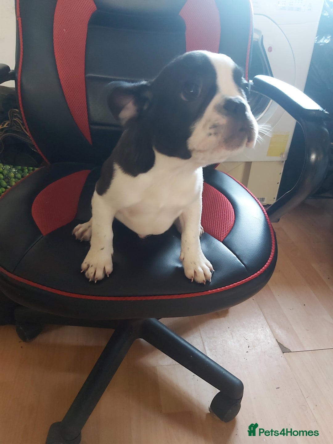 French Bulldog dogs for sale: French bulldog pups 07495497432 - Image 8