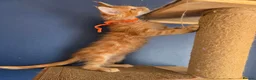 Maine Coon cats for sale: Tica MaineCoon  - Advert 3