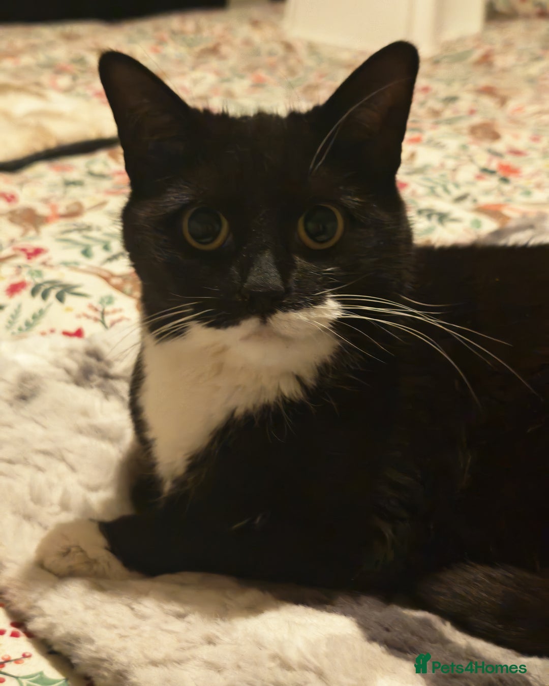 Domestic Shorthair cats for sale: Harmony looking for a home - Advert 4