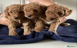 Cockapoo dogs for sale: 5 cockapoo puppies - Image 14