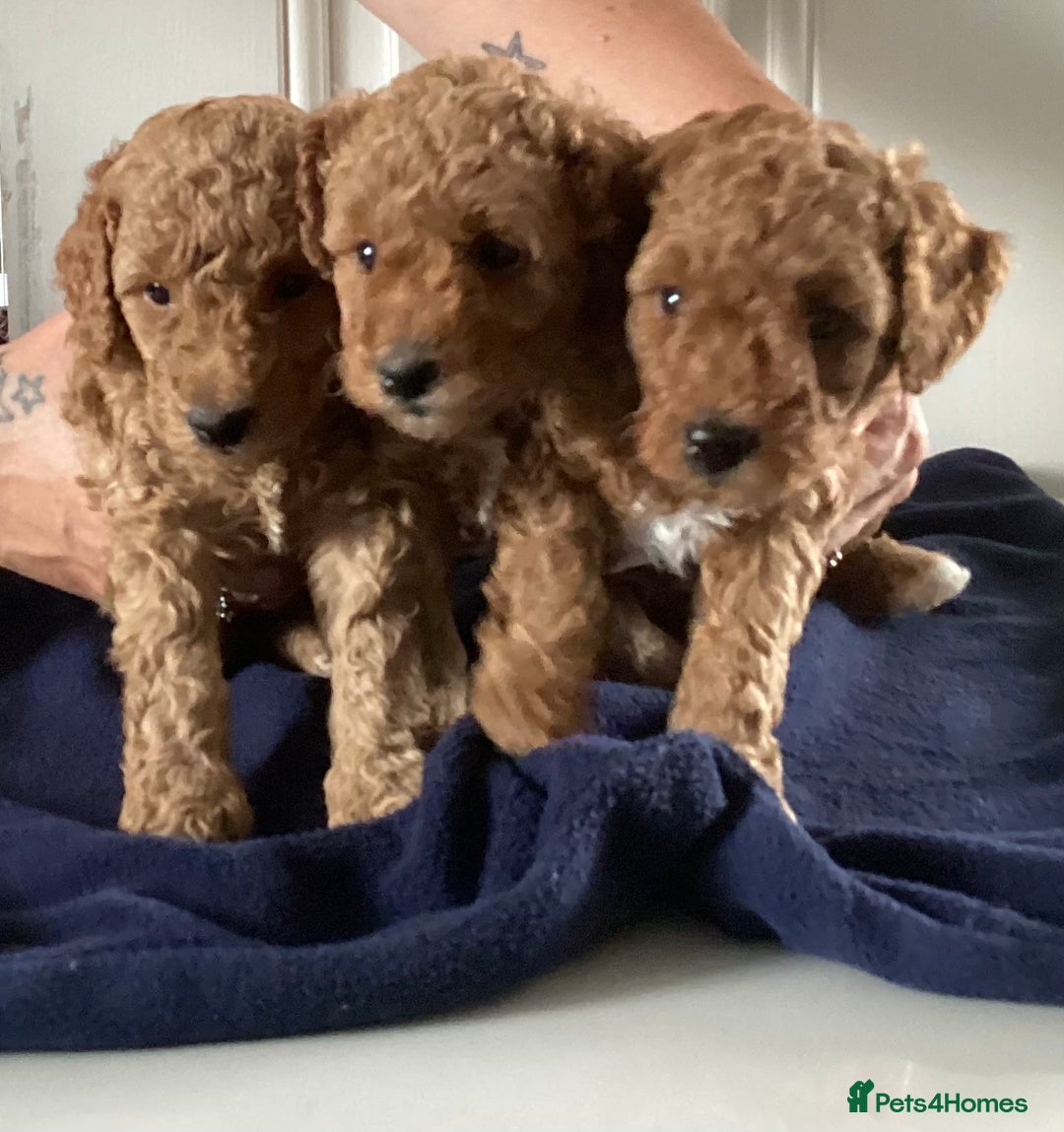 Cockapoo dogs for sale: 5 cockapoo puppies - Image 14