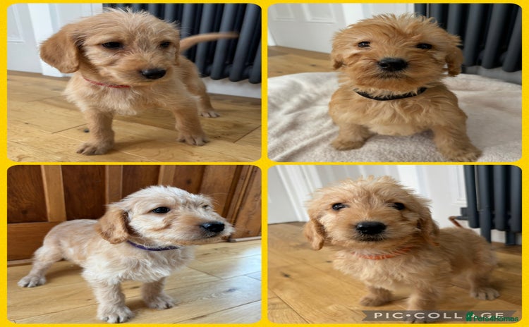 Labradoodle dogs - Advert 11