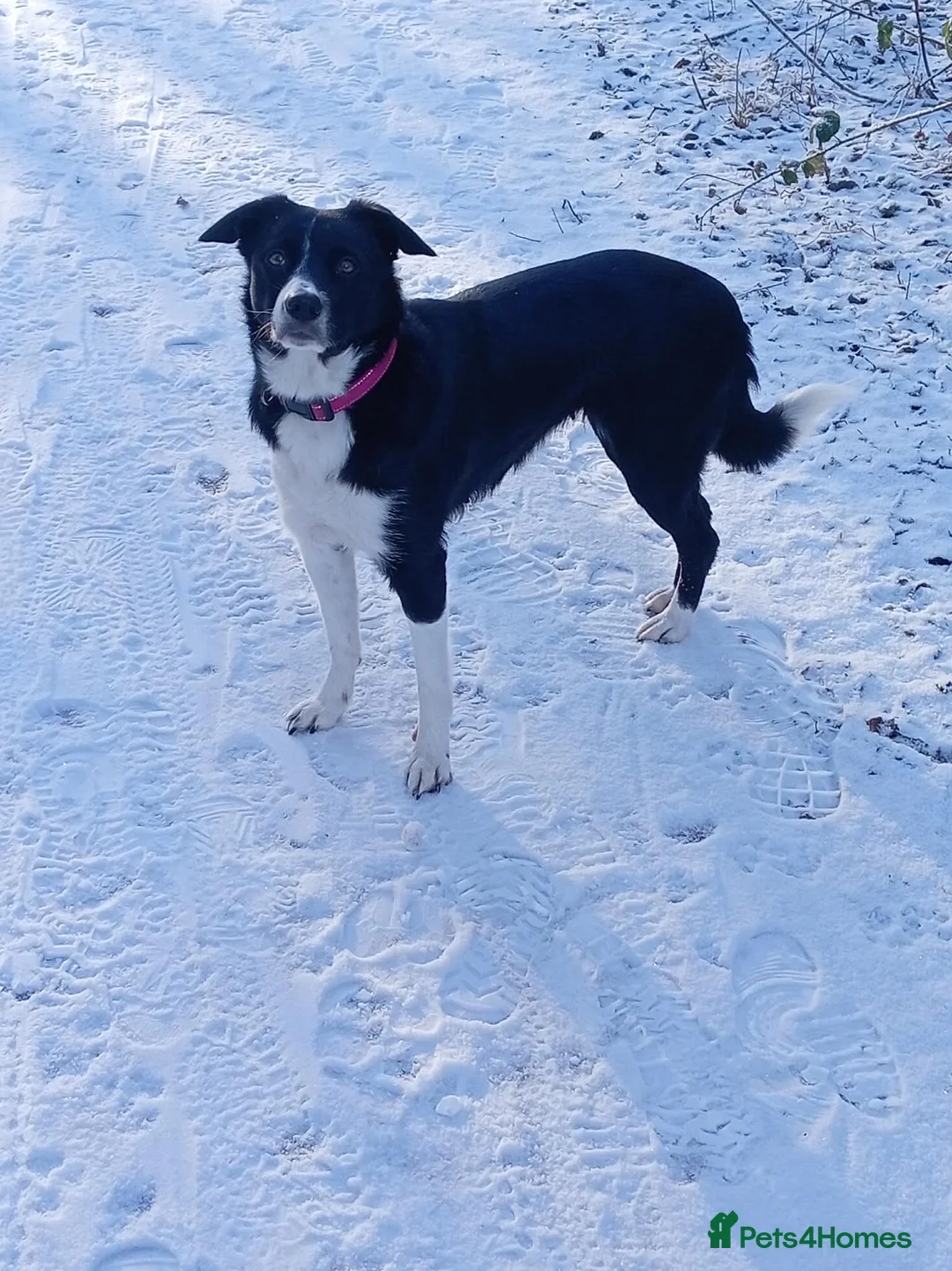 Border Collie dogs for sale: 3 year old  - Advert 1