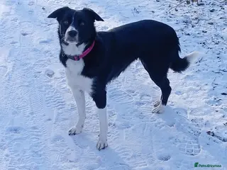 Border Collie dogs 3 year old - Advert 1