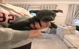 Staffordshire Bull Terrier dogs for sale: 💖🐾READY FOR THEIR NEW HOMES THIS WEEKEND🐾💖 - Image 26