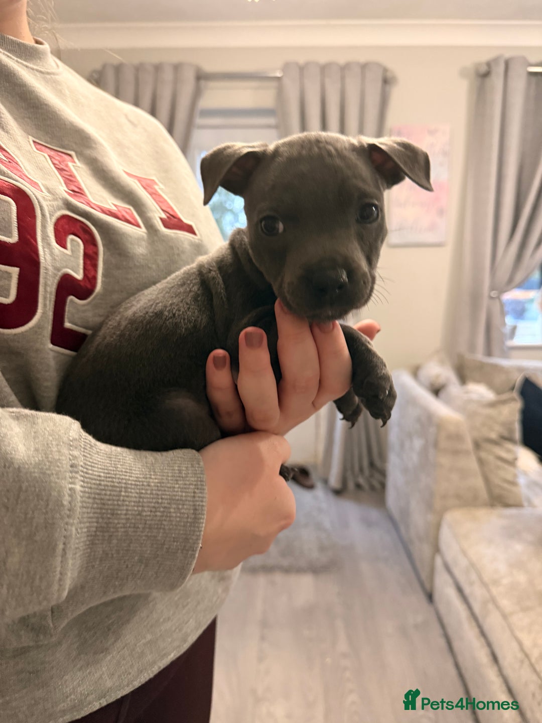 Staffordshire Bull Terrier dogs for sale: 💖🐾READY FOR THEIR NEW HOMES THIS WEEKEND🐾💖 - Image 26