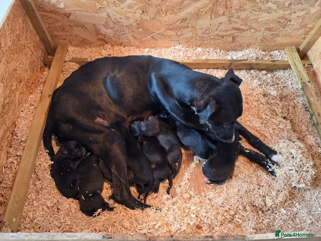 Mixed Breed dogs for sale: Lurcher  puppies  - Advert 12