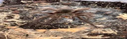 Tarantulas invertebrates for sale: Theraphosa blondi juvenile  in Keighley - Advert 2