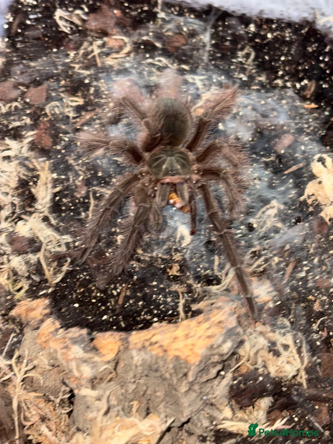 Tarantulas invertebrates for sale: Theraphosa blondi juvenile  in Keighley - Advert 2