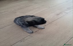 Pug dogs for sale: Beautiful pug puppies in Coalville - Image 16