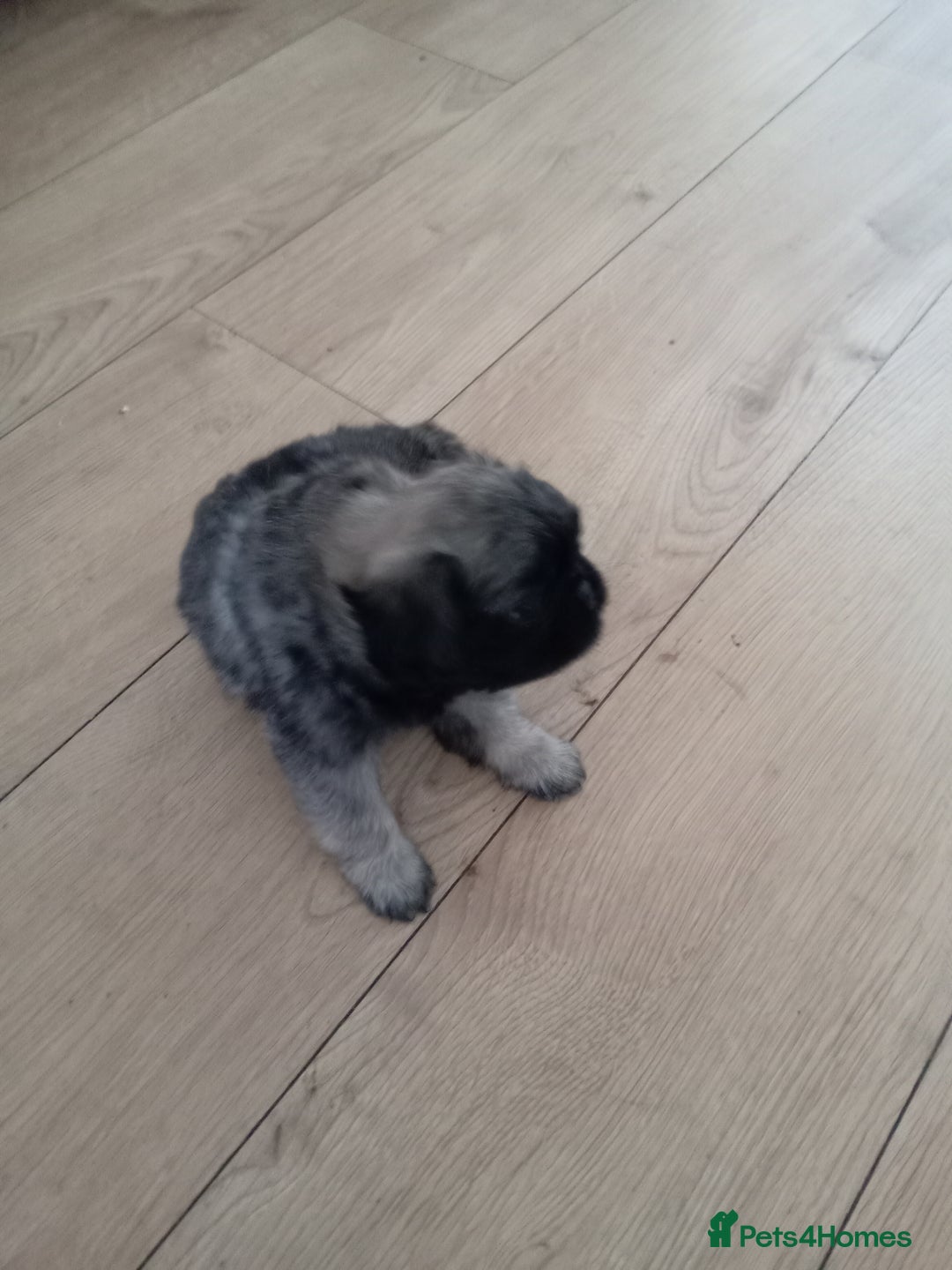 Pug dogs for sale: Beautiful pug puppies in Coalville - Image 16