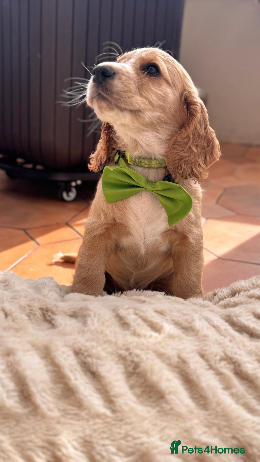Cocker Spaniel dogs for sale: Cocker spaniel KC Registered,working type - Image 8