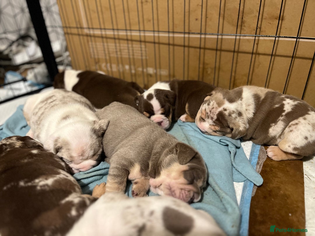 English Bulldog dogs for sale: QC puppies  - Image 19