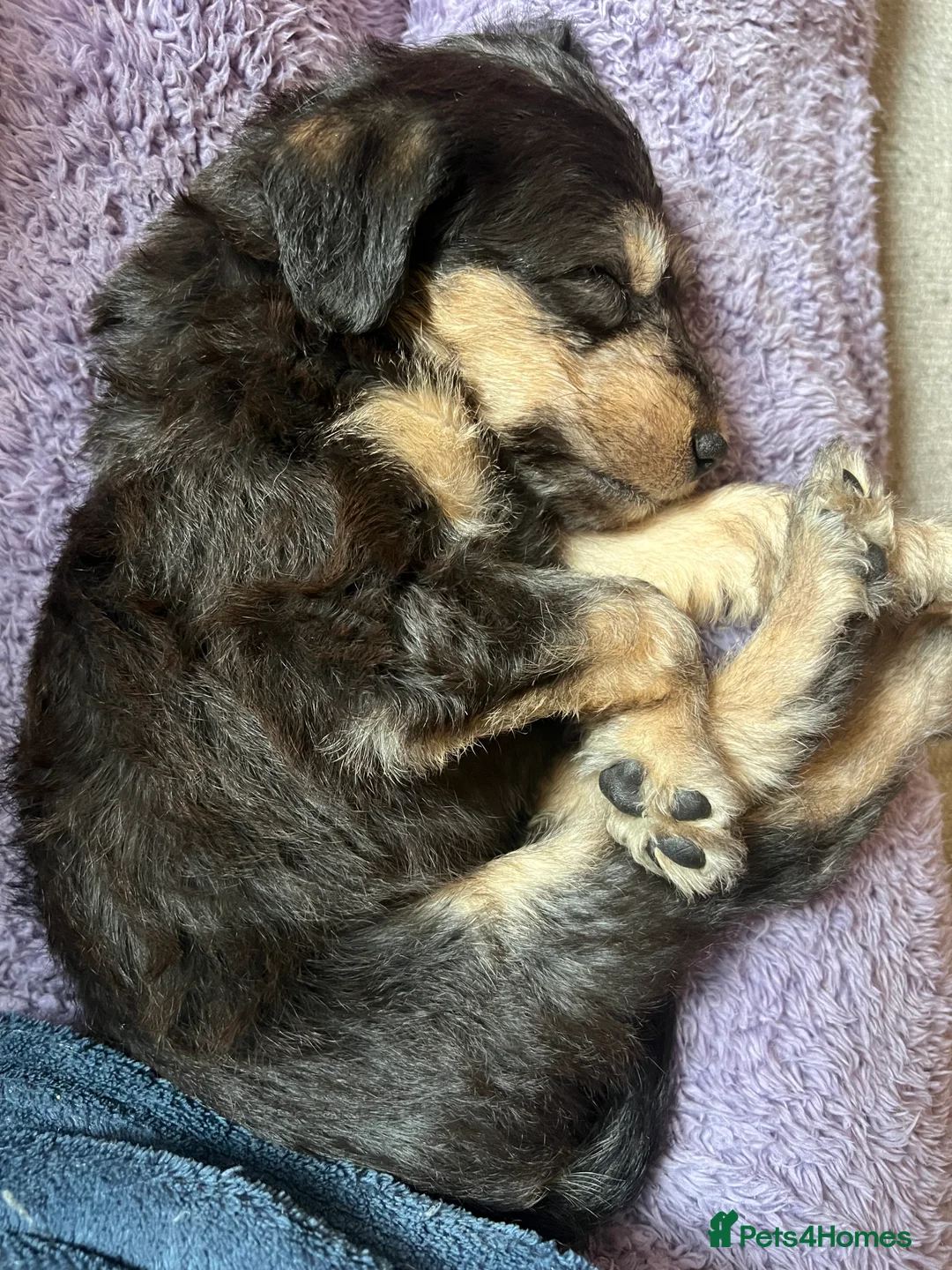 Mixed Breed dogs for sale: Bedlington Whippet pups - 2 boys and 2 girls left - Advert 5