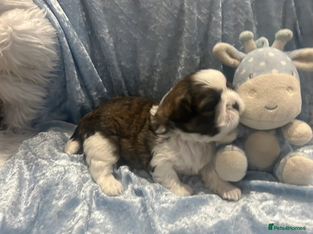 Shih Tzu dogs for sale: Little Shih Tzu boy  - Advert 10