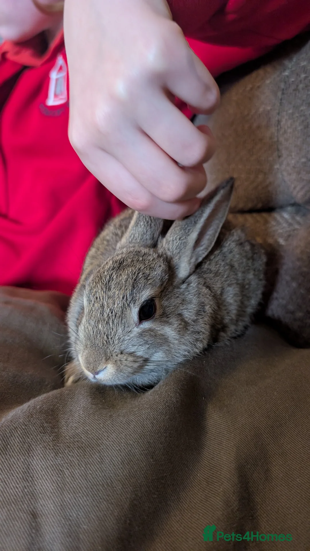 Mixed Breed rabbits for sale: Mixed breed smooth coated bunnies for sale - Advert 7